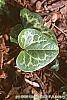 Asarum shuttleworthii leaves