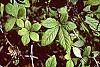 Acanthopanax divaricatus leaves