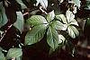 Acanthopanax henryi leaves