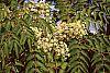 Aralia spinosa