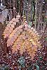 Aralia spinosa fall color