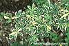 Eleutherococcus sieboldianus 'Variegatus' leaves