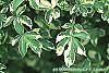 Eleutherococcus sieboldianus 'Variegatus' leaves