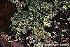 Hedera helix 'Gold Child' habit