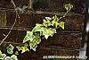 Hedera helix 'Gold Child' leaves