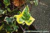 Hedera helix 'Gold Child' leaves