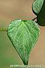 Hedera helix 'Teardrop' leaves