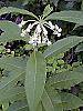 Asclepias exaltata flowers