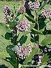 Asclepias syriaca habit