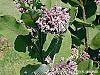 Asclepias syriaca flowers