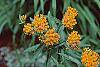 Asclepias tuberosa flowers