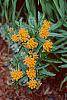 Asclepias tuberosa flowers
