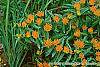 Asclepias tuberosa