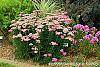 Achillea 'Pretty Belinda' habit