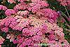 Achillea 'Pretty Belinda' flowers