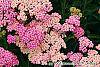 Achillea 'Pretty Belinda' flowers