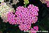 Achillea 'Pretty Belinda' flowers