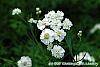 Achillea ptarmica 'Ballerina' flowers