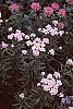 Achillea siberica 'Kamtschaticum' flowers