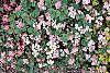 Ageratum houstonianum 'Pink Improved' habit