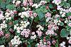Ageratum houstonianum 'Pink Improved' flowers