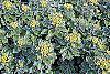Ajania pacifica flowers