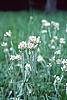 Antennaria neglecta flowers