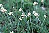 Antennaria neglecta flowers