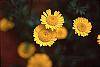Anthemis tinctoria flowers