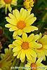 Argyranthemum frutescens 'Butterfly' flowers