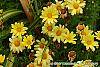 Argyranthemum frutescens 'Butterfly' flowers