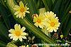 Argyranthemum frutescens 'Butterfly' flowers