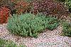 Artemisia abrotanum