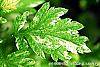 Artemisia vulgaris 'Variegata' leaves