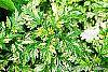 Artemisia vulgaris 'Variegata' leaves
