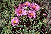 Aster novae-angliae flowers