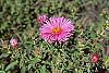 Aster novae-angliae flowers
