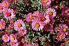 Aster novae-angliae 'Hella Lacy' flowers