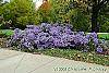 Aster oblongifolius 'Raydon's Favorite' habit