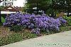 Aster oblongifolius 'Raydon's Favorite' habit
