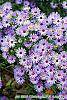 Aster oblongifolius 'Raydon's Favorite' flowers