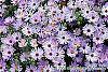 Aster oblongifolius 'Raydon's Favorite' flowers