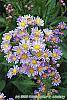 Aster tataricus 'Jin Dai' flowers