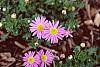 Aster 'Wartburg Star' flowers