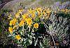 Balsamorhiza deltoidea habit