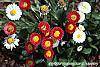 Bellis perennis flowers