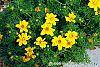 Bidens ferulifolia 'BID 719' PP#22271 (Goldilocks Rocks®) flowers