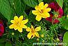 Bidens ferulifolia 'BID 719' PP#22271 (Goldilocks Rocks®) flowers