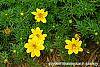 Bidens ferulifolia 'BID 719' PP#22271 (Goldilocks Rocks®) flowers