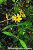 Bidens laevis habit